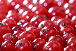 Red Coloured Fruits Drucke: Red currants