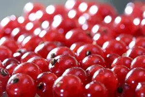 Fresh Fruit Images Drucke: Red currants