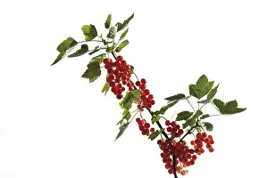 Studio Food Shots Drucke: Red Currants on a branch