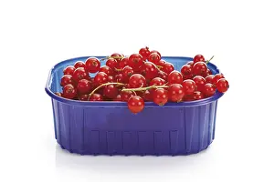Red Currants Drucke: Red currants in a plastic box