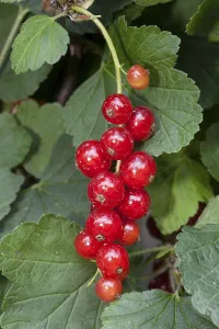 Botany Plant Details Drucke: Red Currants (Ribes rubrum)