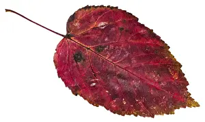 Deciduous Tree Leaves Drucke: Red, dead leaf of an ash maple (Acer negundo)