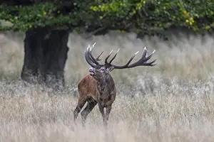 Red Deer In Natural Environment Drucke: Red deer (Cervus elaphus)
