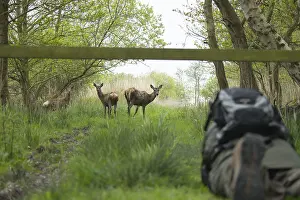 Female Red Deer Drucke: Red deer (Cervus elaphus)