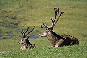 Red Deer In Natural Habitat Drucke: Red deer, Cervus elaphus