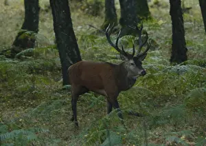 Cervus Elaphus Habitat Drucke: Red deer, Cervus elaphus, in the forest
