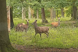 Wild Animals No People Present Drucke: Red deer (Cervus elaphus), herd