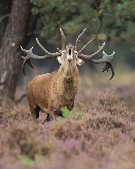 Central Europe Fauna Pictures Drucke: Red deer (Cervus elaphus), Hoenderloo
