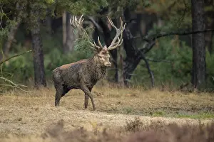 Wildlife In The Netherlands Drucke: Red deer (Cervus elaphus), Hoenderloo