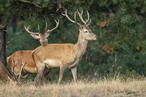 Dutch Game Animal Drucke: Red deer (Cervus elaphus), Hoenderloo