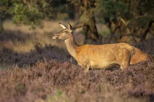 European Wildlife Drucke: Red deer (Cervus elaphus), Hoenderloo