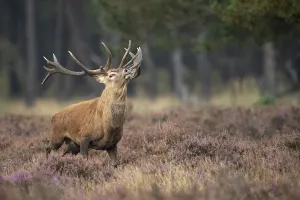 Central European Wildlife Drucke: Red deer (Cervus elaphus), Hoenderloo