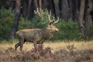European Wildlife Drucke: Red deer (Cervus elaphus), Hoenderloo