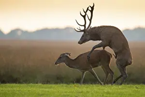 Animal Couple In Nature Drucke: Red deer (Cervus elaphus) mating
