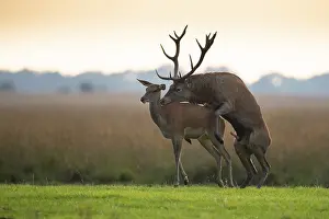 Mammalian Social Behaviour Drucke: Red deer (Cervus elaphus) mating