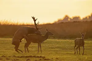 Wild Animal Reproduction Drucke: Red deer (Cervus elaphus) mating