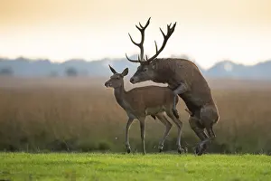 Red Deer Mating Season Drucke: Red deer (Cervus elaphus) mating