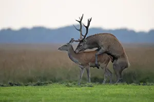 Red Deer Mating Drucke: Red deer (Cervus elaphus) mating