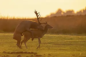 Wildlife Mating Behavior Drucke: Red deer (Cervus elaphus) mating