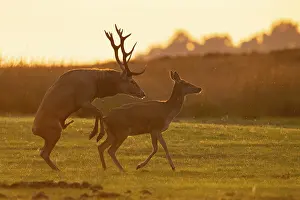 Mammalian Social Behavior Drucke: Red deer (Cervus elaphus) mating