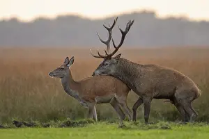 Red Deer Mating Drucke: Red deer (Cervus elaphus) mating