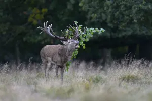 Scandinavian Game Animal Drucke: Red deer (Cervus elaphus), roaring