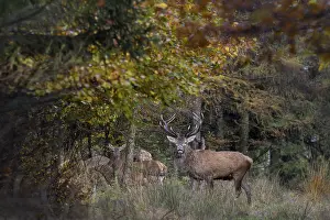 Even Toed Ungulate Species Drucke: The red deer (Cervus elaphus) stands pleadingly behind the pack