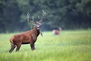 Wild Animal Mating Behavior Drucke: Red deer in a clearing in the wild