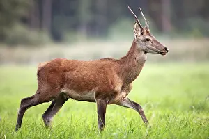 Wild Animal Mating Behavior Drucke: Red deer in a clearing in the wild