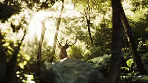 Red Deer Stag Drucke: Red deer stag in forest