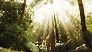 Red Deer Stag Drucke: Red deer stag in forest