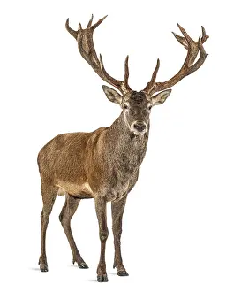 Isolated Wildlife Photo Drucke: Red deer stag in front of a white background