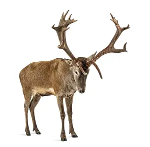 Isolated Wildlife Photography Drucke: Red deer stag in front of a white background