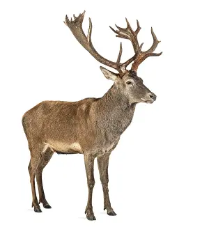 Bright Light Colored Background Image Drucke: Red deer stag in front of a white background