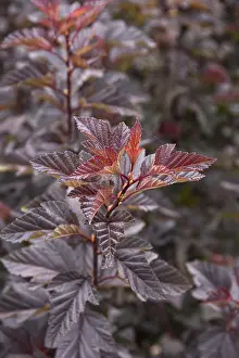 Open Air Landscape Photography Drucke: Red devil's bush (Physocarpus opulifolius LITTLE DEVIL) Red devil's bush (Physocarpus opulifolius LITTLE DEVIL)