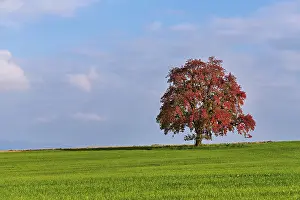 Red Discoloured Pear Tree Drucke: Red discoloured pear tree (Pyrus)