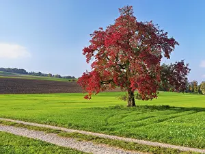 Red Discoloured Pear Tree Drucke: Red discoloured pear tree (Pyrus)
