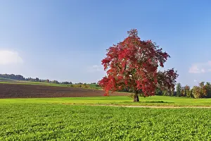 Deciduous Fruit Tree Switzerland Drucke: Red discoloured pear tree (Pyrus)
