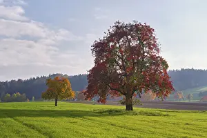 Red Discoloured Pear Tree Drucke: Red discoloured pear tree (Pyrus)