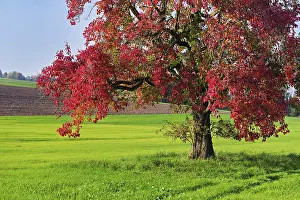 European Fruit Growing Drucke: Red discoloured pear tree (Pyrus)