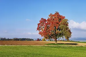 Fruit Growing In Aargau Canton Drucke: Red discoloured pear tree (Pyrus)
