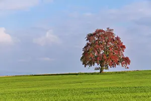 Central European Deciduous Trees Drucke: Red discoloured pear tree (Pyrus)