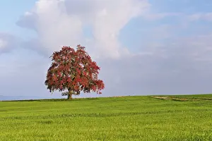 Central European Orchard Scene Drucke: Red discoloured pear tree (Pyrus)