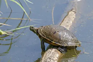 Sumpfschildkröten Drucke: Rotbäuchige Schile (Trachemys scripta elegans)