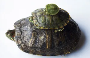Red Eared Slider Drucke: Red eared slider (Trachemys scripta elegans)