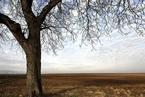 Winter Agriculture Europe Drucke: Red earth