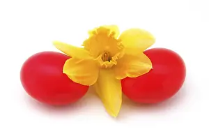 Red Coloured Flowers Drucke: Red easter eggs with a daffodil
