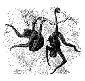 Prehensile Tailed Monkey Images Drucke: Red-faced spider monkey (Ateles paniscus)