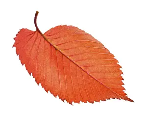 Copy Space For Text On White Background Drucke: Back side of red fallen leaf of elm tree isolated on white background