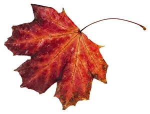 Autumn Foliage Photography Drucke: Red fallen leaf of a maple tree (Acer platanoides)